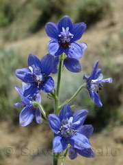 زبان‌درقفا